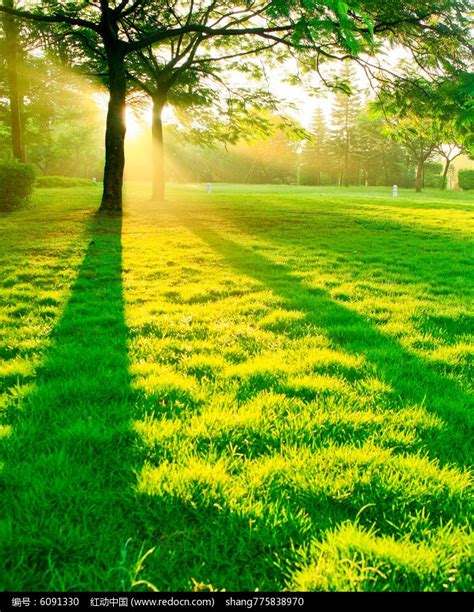 夏日阳光照亮公园覆盖树木和绿草高清图片下载-正版图片304680806-摄图网