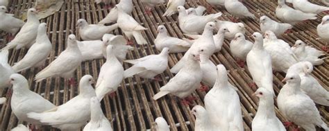 农村鸽子用这样的养殖方式，这些鸽子能养好吗？