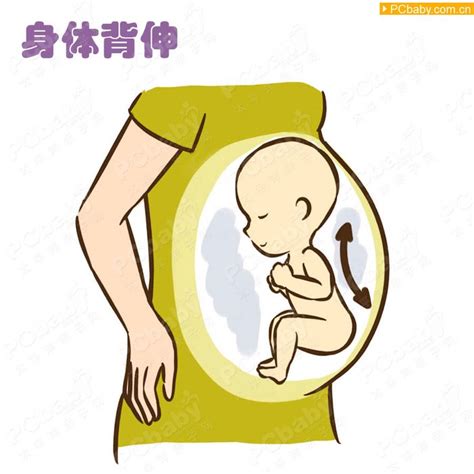 宝宝胎动示意图_科普图库_亲子图库_太平洋亲子网