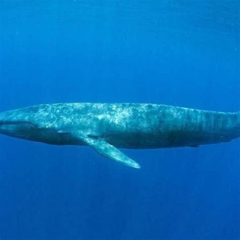 蓝鲸如何成为地球上已知最大的动物？科学家：靠吃5厘米的磷虾