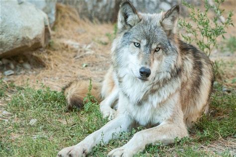世界上最大的狼是什么 北美灰狼（成年体型达2米）_探秘志