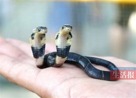 广西一动物园现双头蛇 两头互相厮咬打架(图)_凤凰资讯