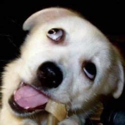 狗头情侣头像非主流