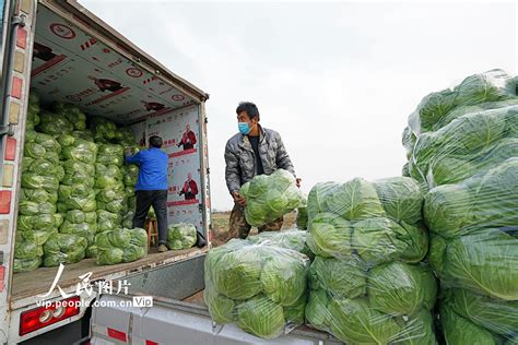 河北滦南：精品蔬菜供应京津冀市场