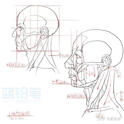 欧美人体结构图片