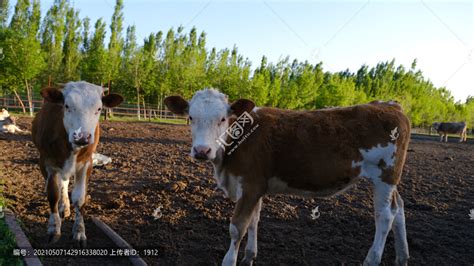 牛犊子活牛西门塔尔牛犊母牛活苗牛仔肉牛犊出售小牛活体养殖黄牛-淘宝网