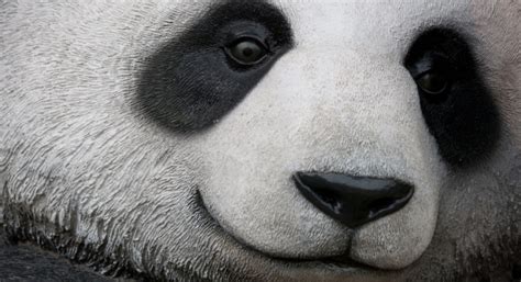 谷歌熊猫算法4.1更新！本月27日推出