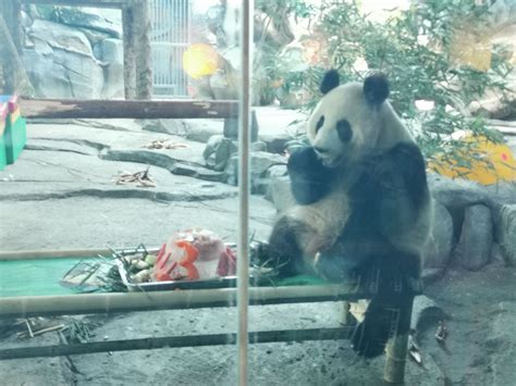 升级改造细节拉满！武汉动物园让动物成为动物园的主人_武汉_新闻中心_长江网_cjn.cn