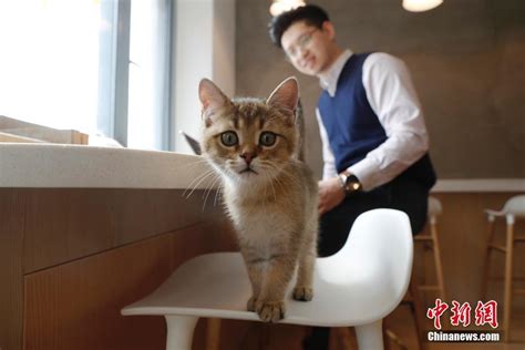 上海猫咪主题咖啡馆 喵星人为顾客缓解压力-大河网