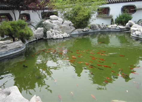 夏天池塘里的金鱼和荷叶高清图片下载-正版图片501924054-摄图网
