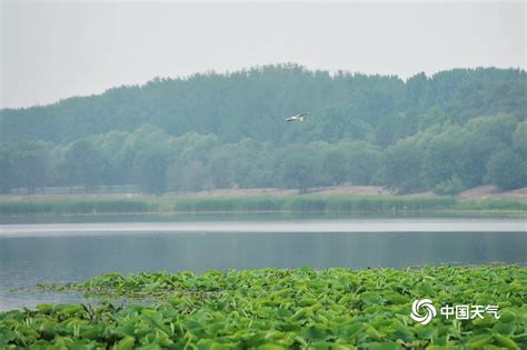 满眼绿！初夏北京沙河水库生态美如画-天气图集-中国天气网