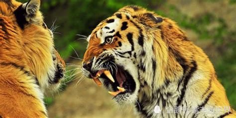 能杀老虎的四种动物，大象、犀牛、棕熊、野牛都是老虎的天敌 - 新埭经验网