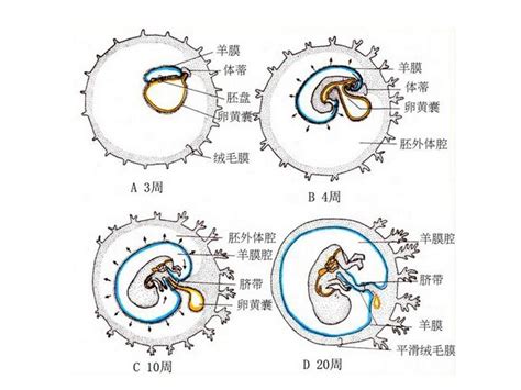 卵黄囊（早期形成的胚膜、妊娠囊内第一个可见结构）_摘编百科
