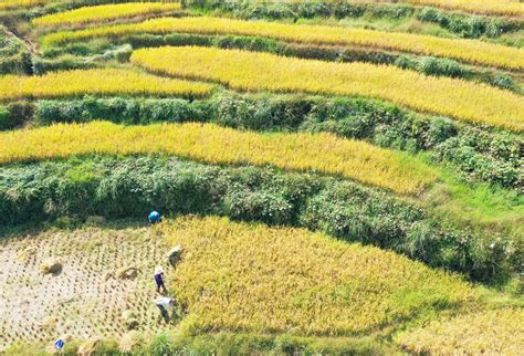 农业部新确认10个2018年超级稻品种_要闻综合_行业资讯_资讯_中国农业科技推广网