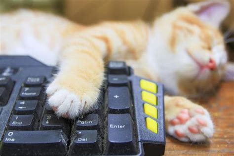 键盘猫手机版下载-Bongo Cat键盘猫手机版下载安装2023最新版2.4-地图窝下载