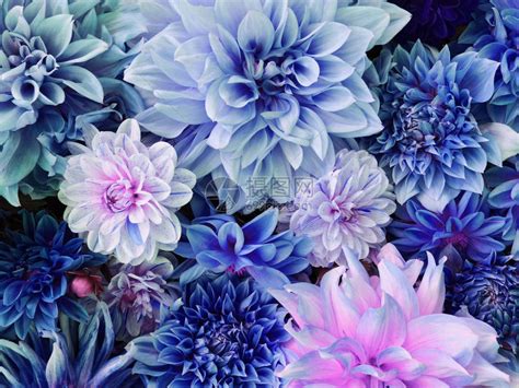 美丽的新鲜五颜六色的蓝色和紫色大丽花盛开春暖花开背景的夏天花卉纹理高清图片下载-正版图片504441730-摄图网