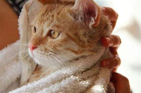 猫咪洗澡可以用人的沐浴露吗，猫洗澡可以用人的沐浴露吗？