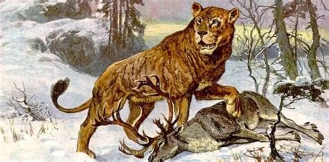 狮子的祖先是谁,进化,老虎_大山谷图库