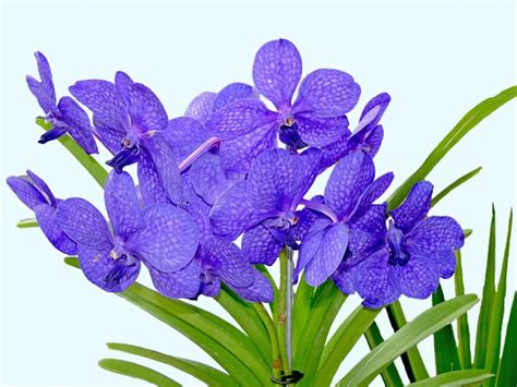 紫香兰图片 - 花百科