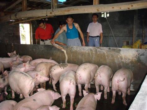 如何均衡搭配饲料才能让生猪充分吸收营养？ - 猪好多网