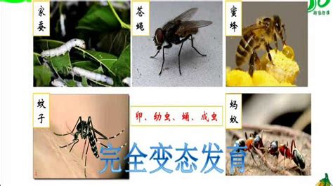 益虫有哪些昆虫（盘点对人类有益的10种昆虫）-大盘站 - 大盘站