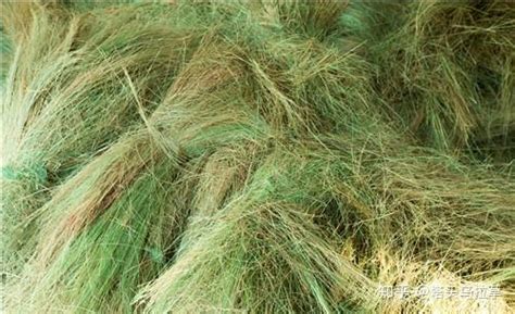 乌拉草是什么东西，可以用来做什么 - 农敢网