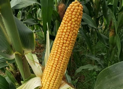 秋乐618玉米种特征特性-农百科