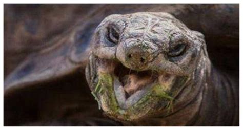 全球最老的乌龟，已经256岁，饲养员都走了3代人了