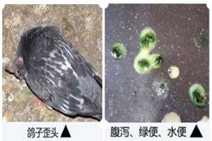 鸽子突然生病。像下图，两天后就死了-天下鸽问-ask.chinaxinge.com