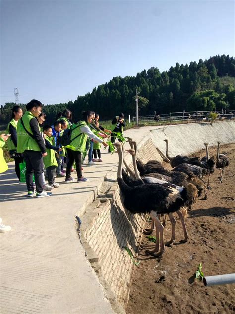四川绵阳三木鸵鸟养殖基地-力争中国大西南最大的鸵鸟养殖基地