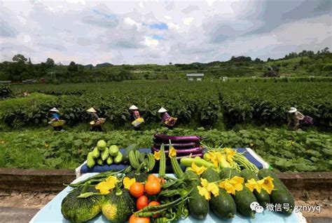 【园区推荐】都匀市墨冲现代农业产业示范园区_蔬菜