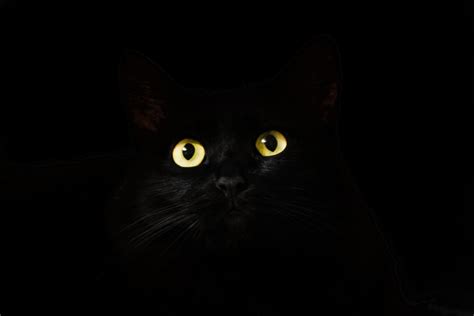世相‖一只黑猫的前世今生