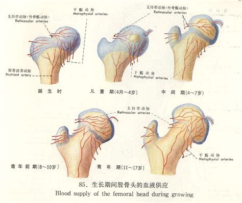 生长期间股骨头的血液供应(骨科图谱)