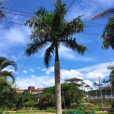 大王椰多少钱一棵 4米5米6米大王椰树价格表 - 花木网