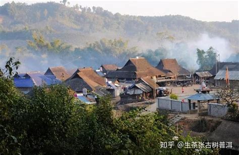 云南省西双版纳州勐海县：春茶开采正当时