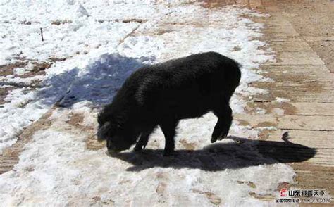 山沟沟里的藏香猪“致富经”-农村大众数字报