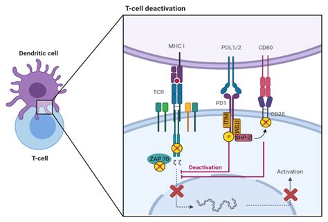 Frontiers | Regulation of PD-L1: Emerging Routes for Targeting Tumor ...