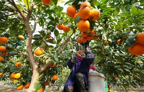 江西新余：设施农业助力果业丰产增效-人民图片网