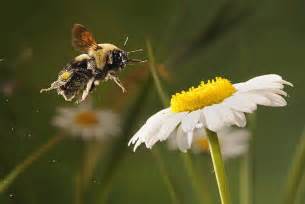 蜜蜂的飞行,蜜蜂轨迹,蜜蜂的种类_大山谷图库