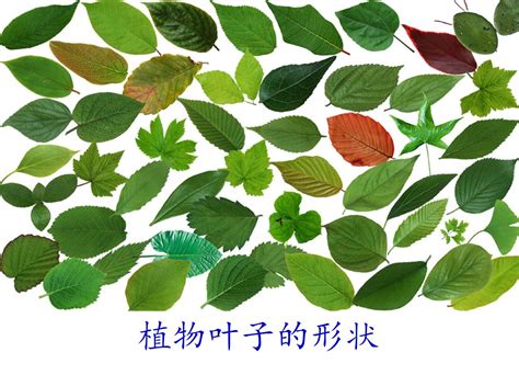 塑封树叶标本植物标本过塑真树叶贴画幼儿园认识叶子干花学生书签-阿里巴巴
