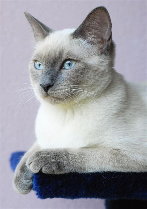 西米|大胆儿家的暹罗猫|Siamese cat breeders|暹罗猫&东方短毛猫