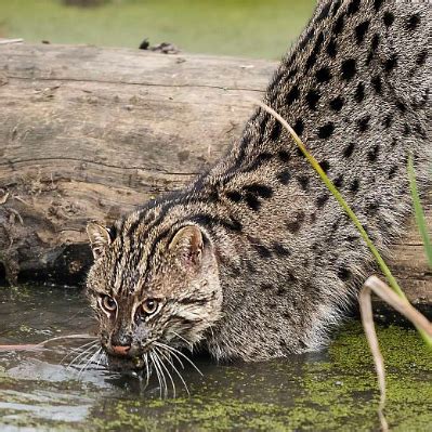 动物科普：世界上最会游泳的猫科动物——渔猫