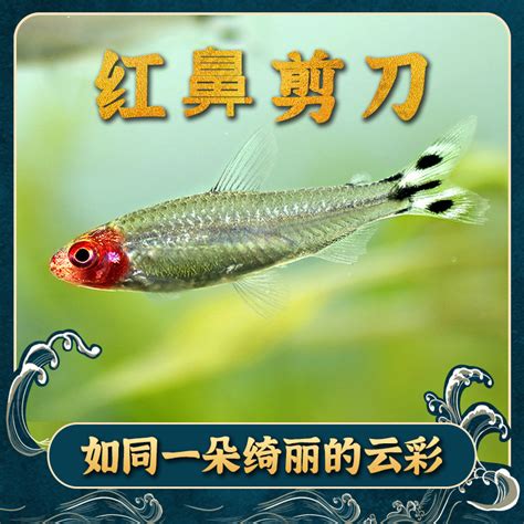 中国斗鱼可以和什么鱼混养？ - 惠农网