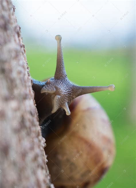 蜗牛触角动物摄影图片-蜗牛触角动物摄影作品-千库网