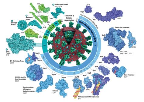科学网—212 新冠肺炎:病毒学、变异株和疫苗 - 孟胜利的博文