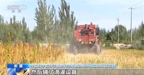 新疆：粮食产量近350亿斤冬小麦已播1285万亩_凤凰网视频_凤凰网