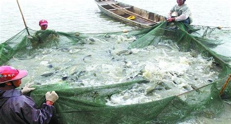 俄驻华商务代表：俄对华鱼类和海产品出口已重返新冠疫情前水平！-进口外贸代理|上海外贸进出口公司