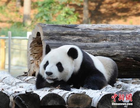大熊猫还有哪个名字,现有大熊猫所有的名字,大熊猫的名字_大山谷图库