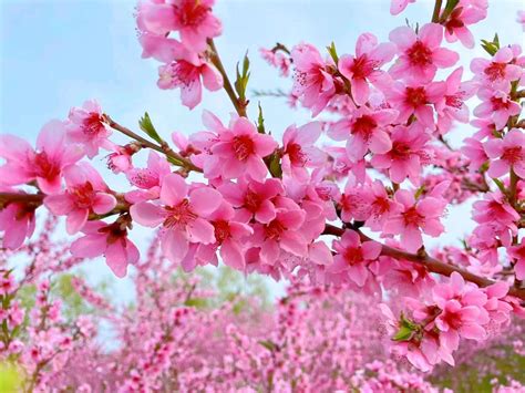 国家税务总局陕西省税务局 税收文化 【摄影】春风一度花千树