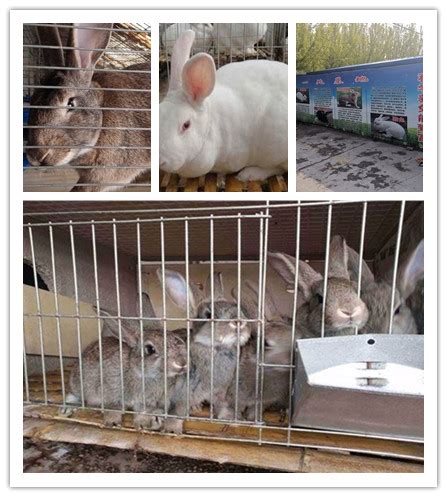 广东惠州市哪里有种兔养殖场_种兔养殖_众成种兔养殖场